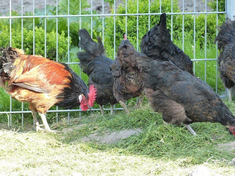 Erlebnis- und Mitmach-Bauernhof Ferienwohnung