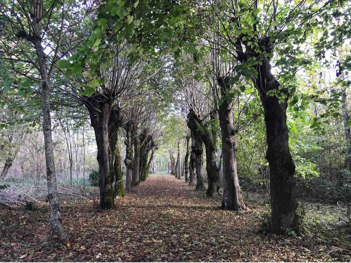 Maison au cœur de la forêt