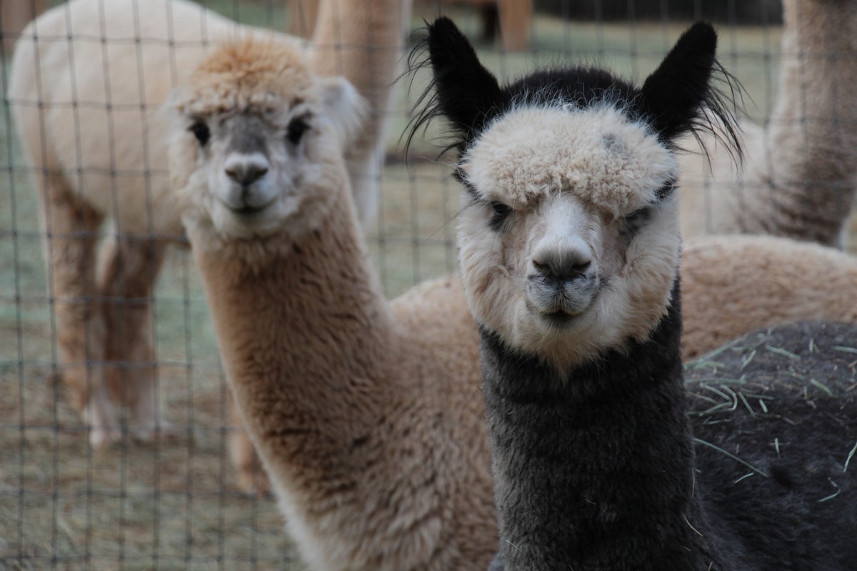 Mystic Pines Alpaca Ranch ，靠近大峡谷