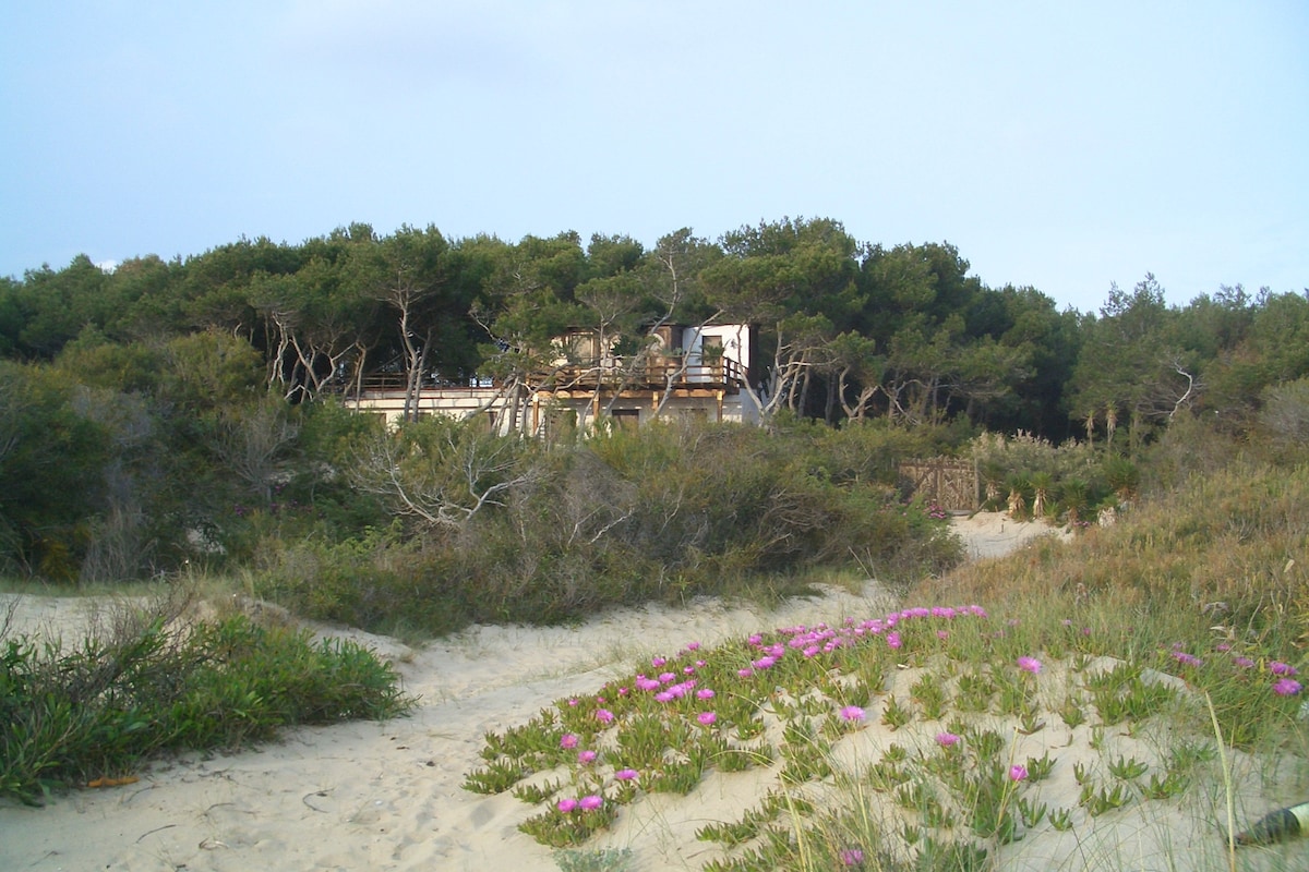 位于海滩边别墅的丝兰（ yucca ）。
