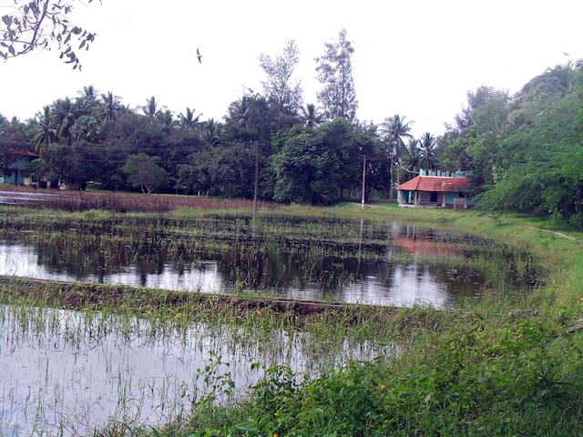 旁迪切里(Puducherry)的民宿