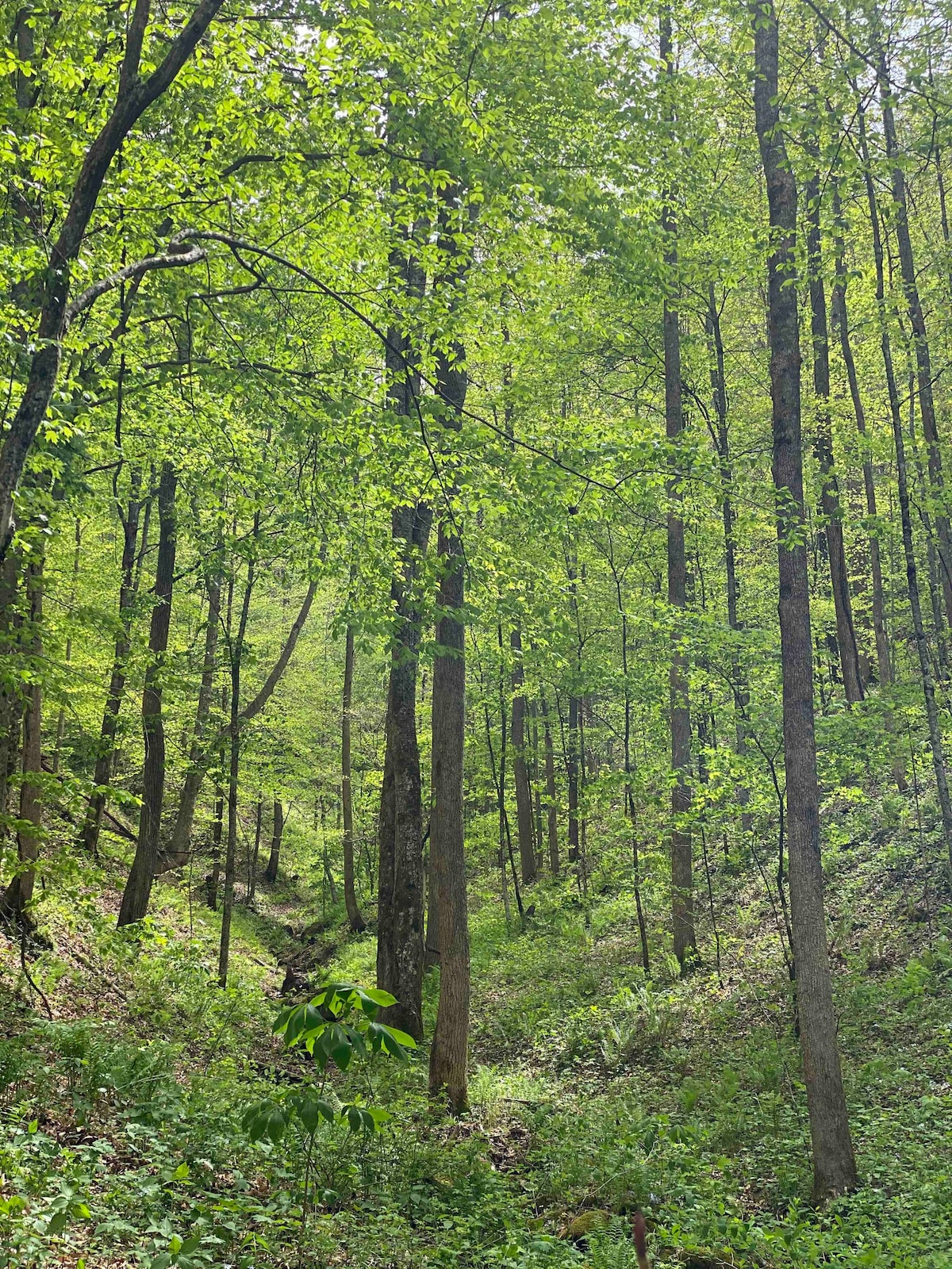 Stashed Hollow-Picturesque Appalachian Campsites