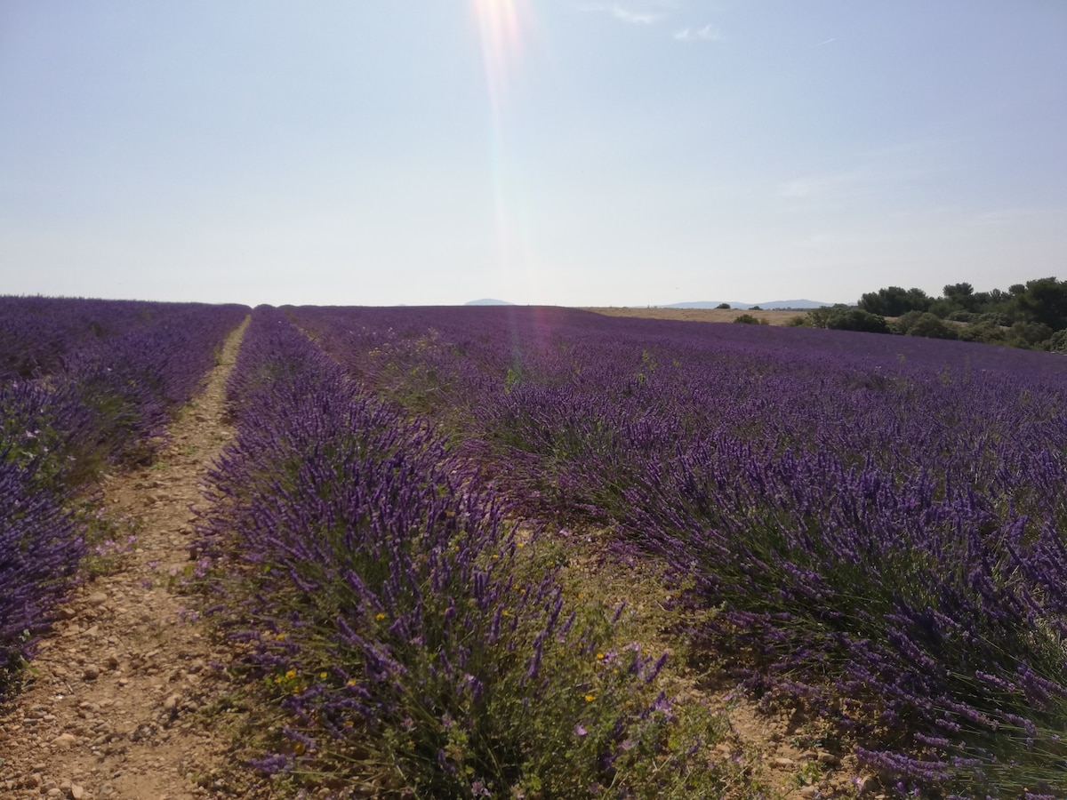 Cœur de Lavande