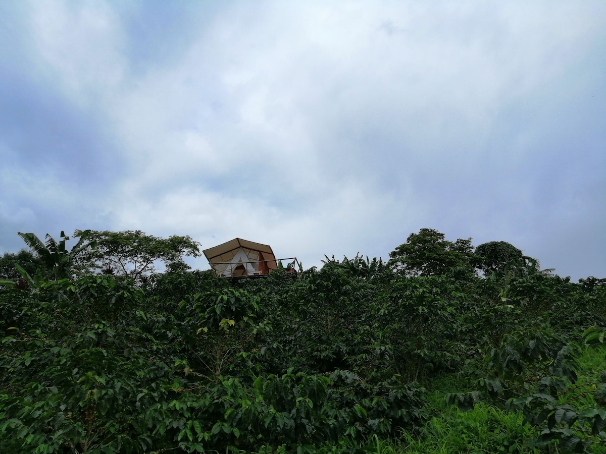 Alojamiento paisaje cafetero