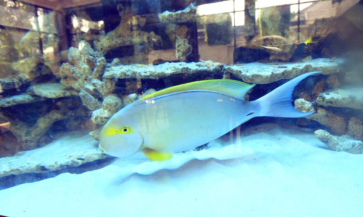 独特的水族馆主题豪华客房