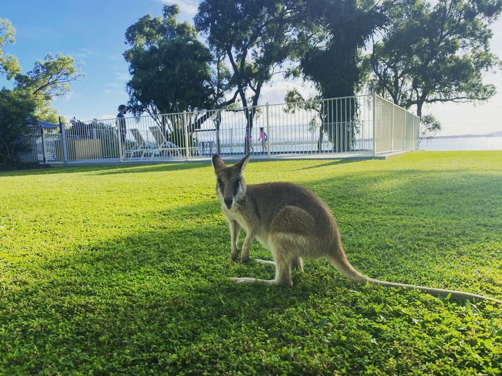 The Wallaby House