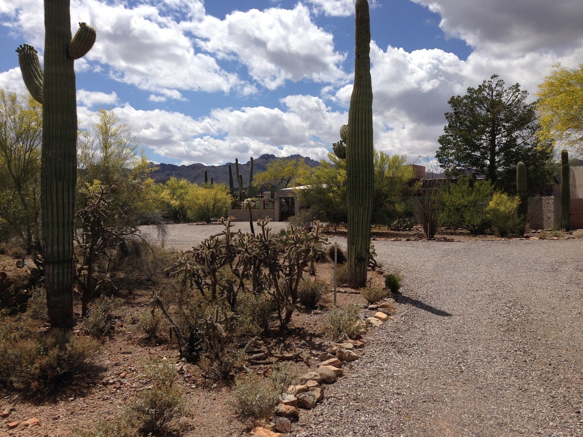 Saguaro森林中的「Srenity in the Saguaro Forest」