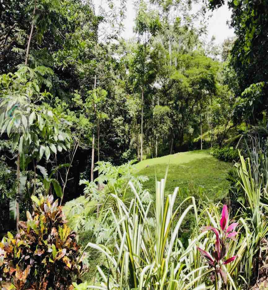 哥斯达黎加丛林木质豪华别墅