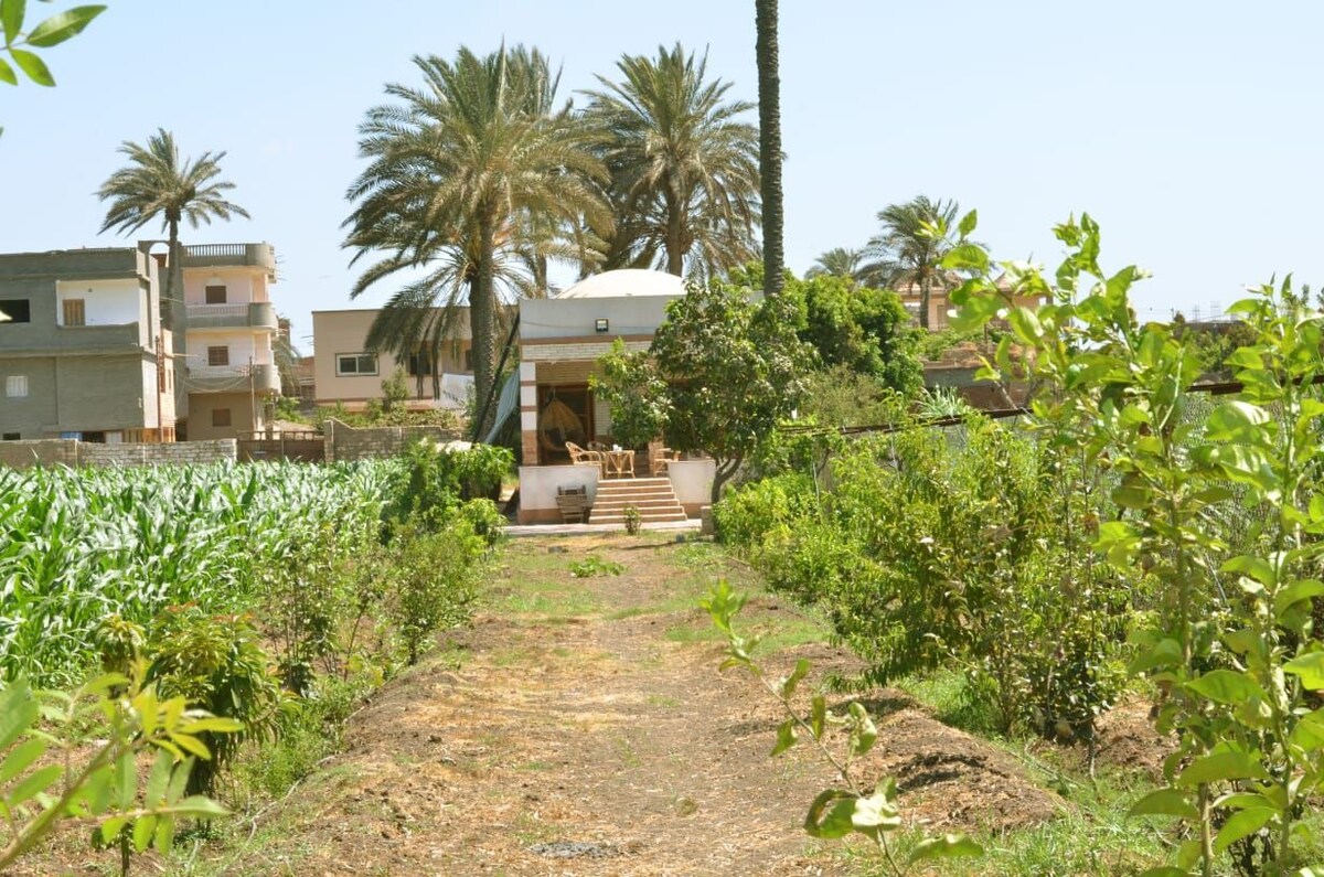 位于埃及绝佳区域的特殊花园景观
