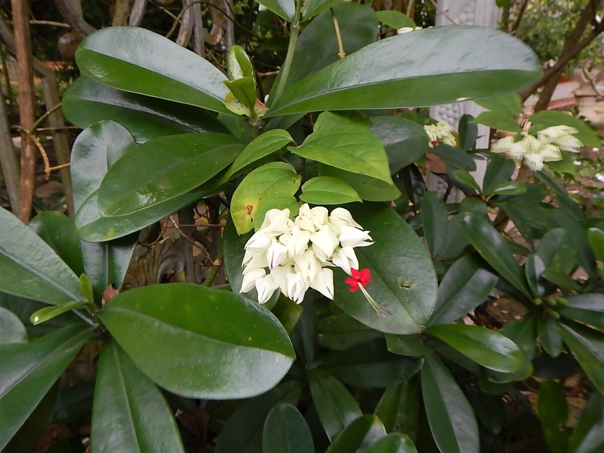 花园度假木屋2