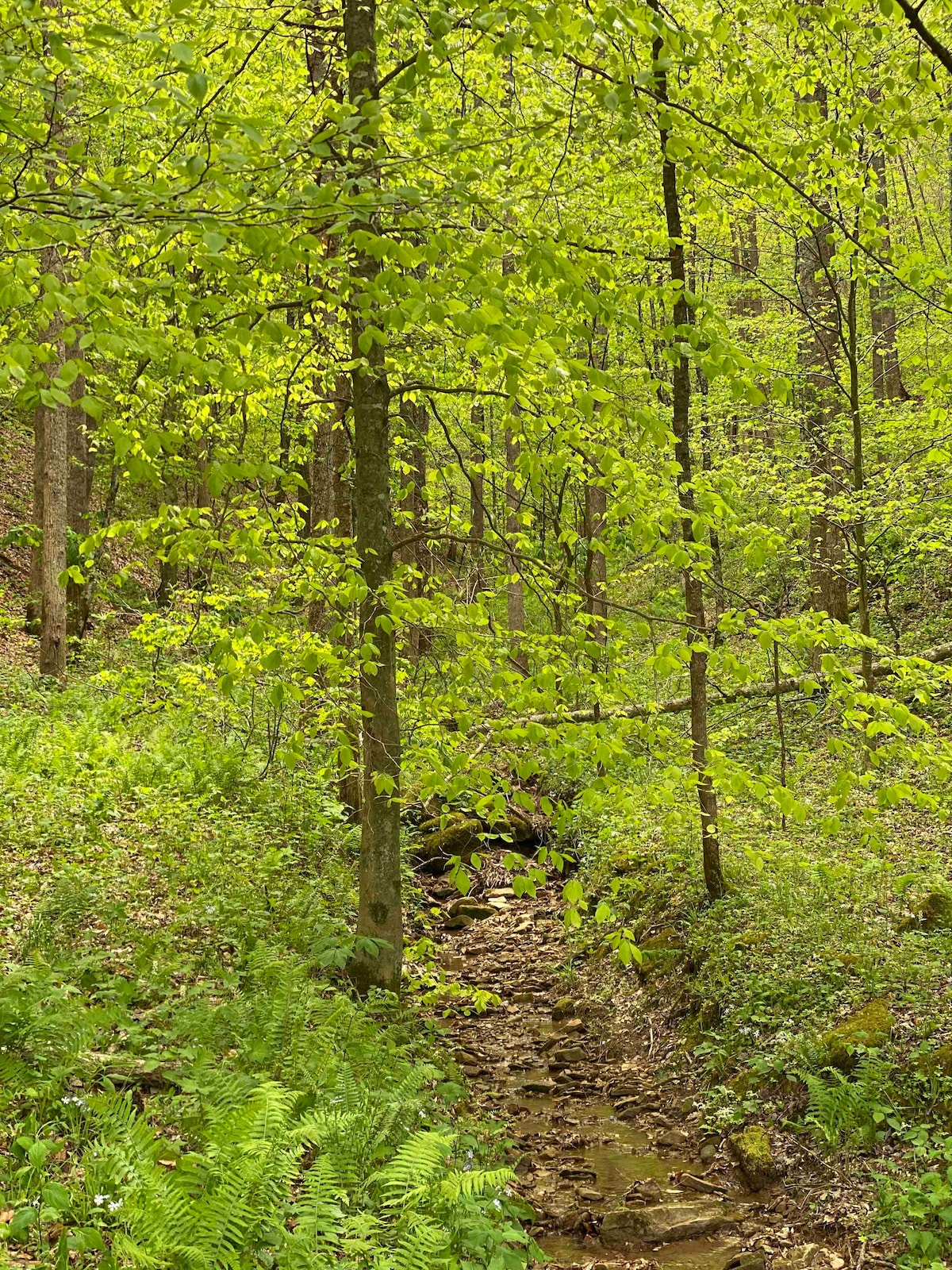 Stashed Hollow-Picturesque Appalachian Campsites