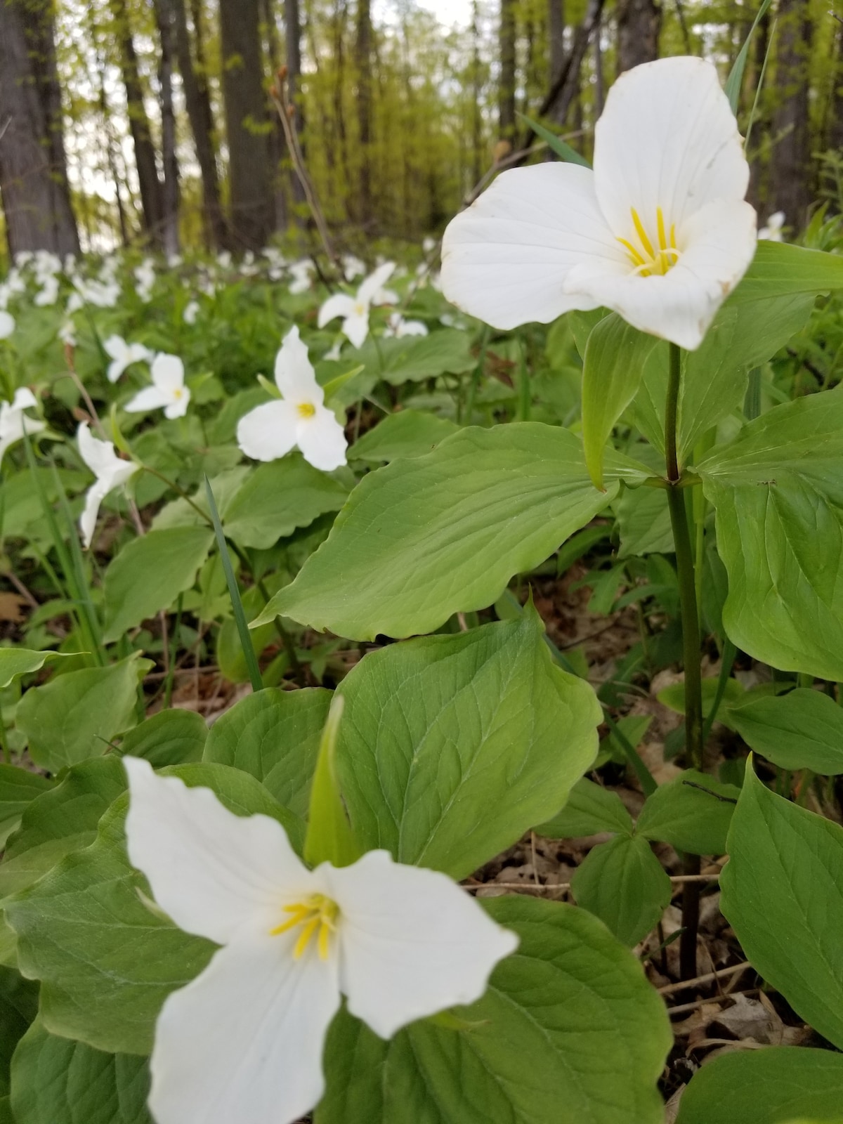 Lovely Leelanau的舒适联排别墅~