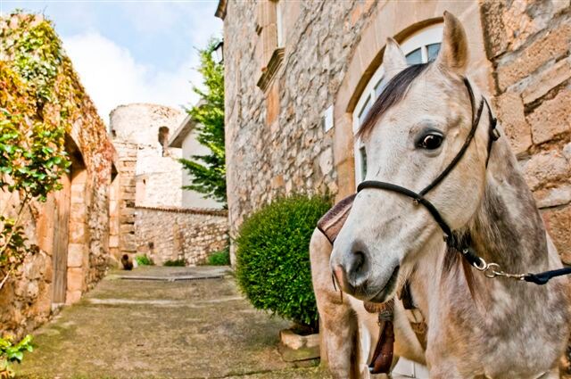 16世纪带马匹的庄园客房