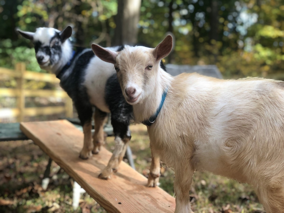 Mountain House -  A private rustic home with goats