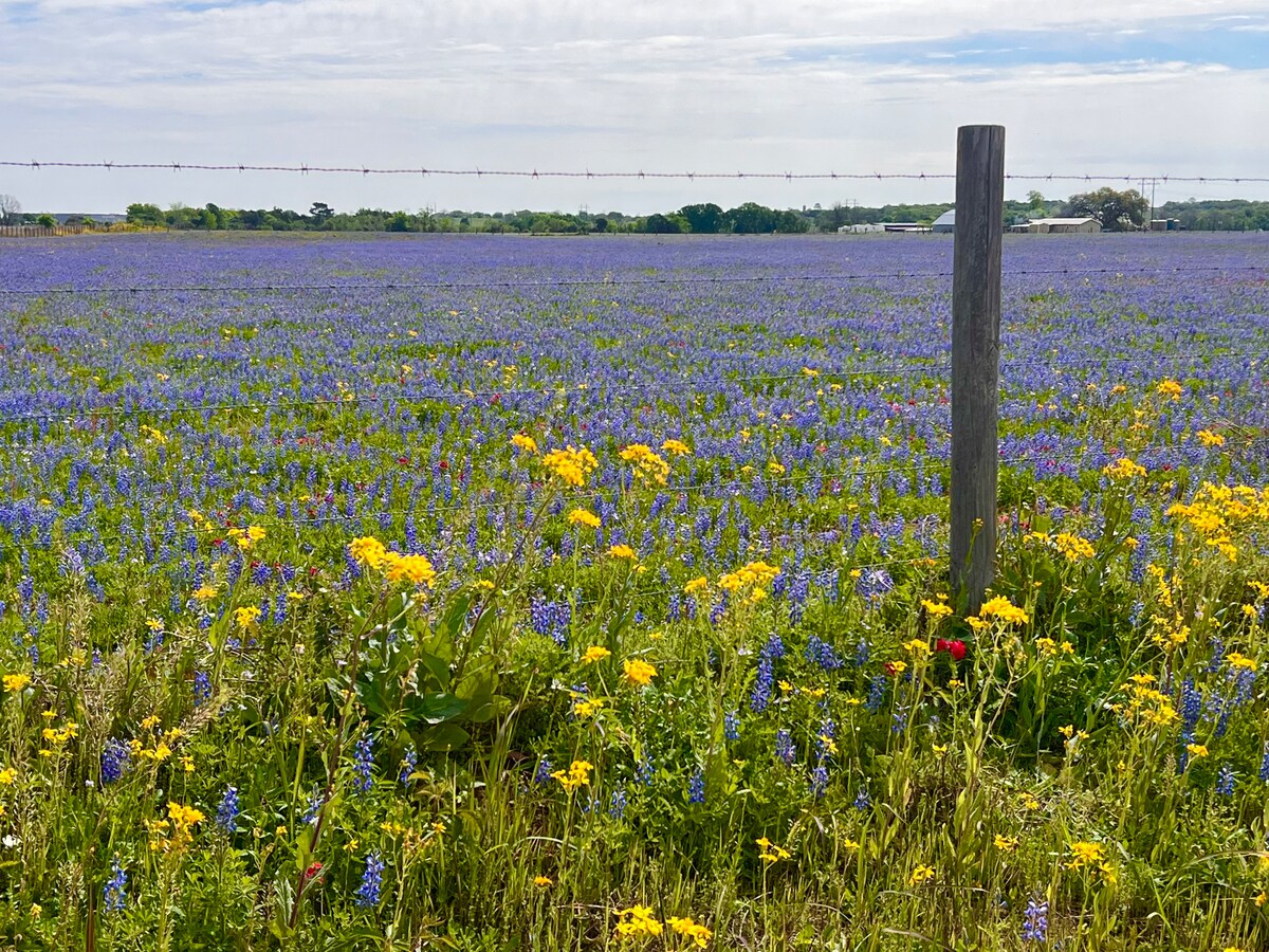 *NEW* Spring time at the Plum Cottage