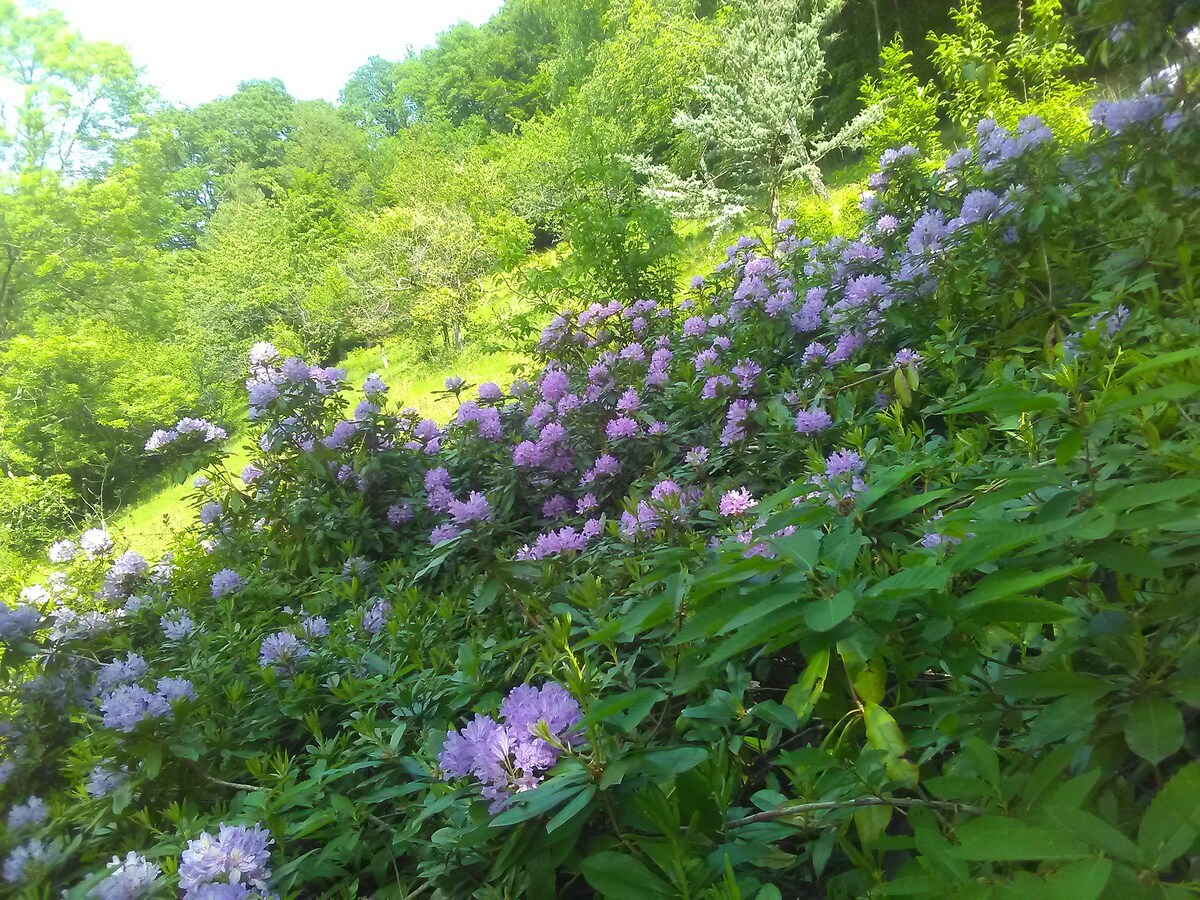 "Gîte Cadichon"  forêt, Plain-pied jardin