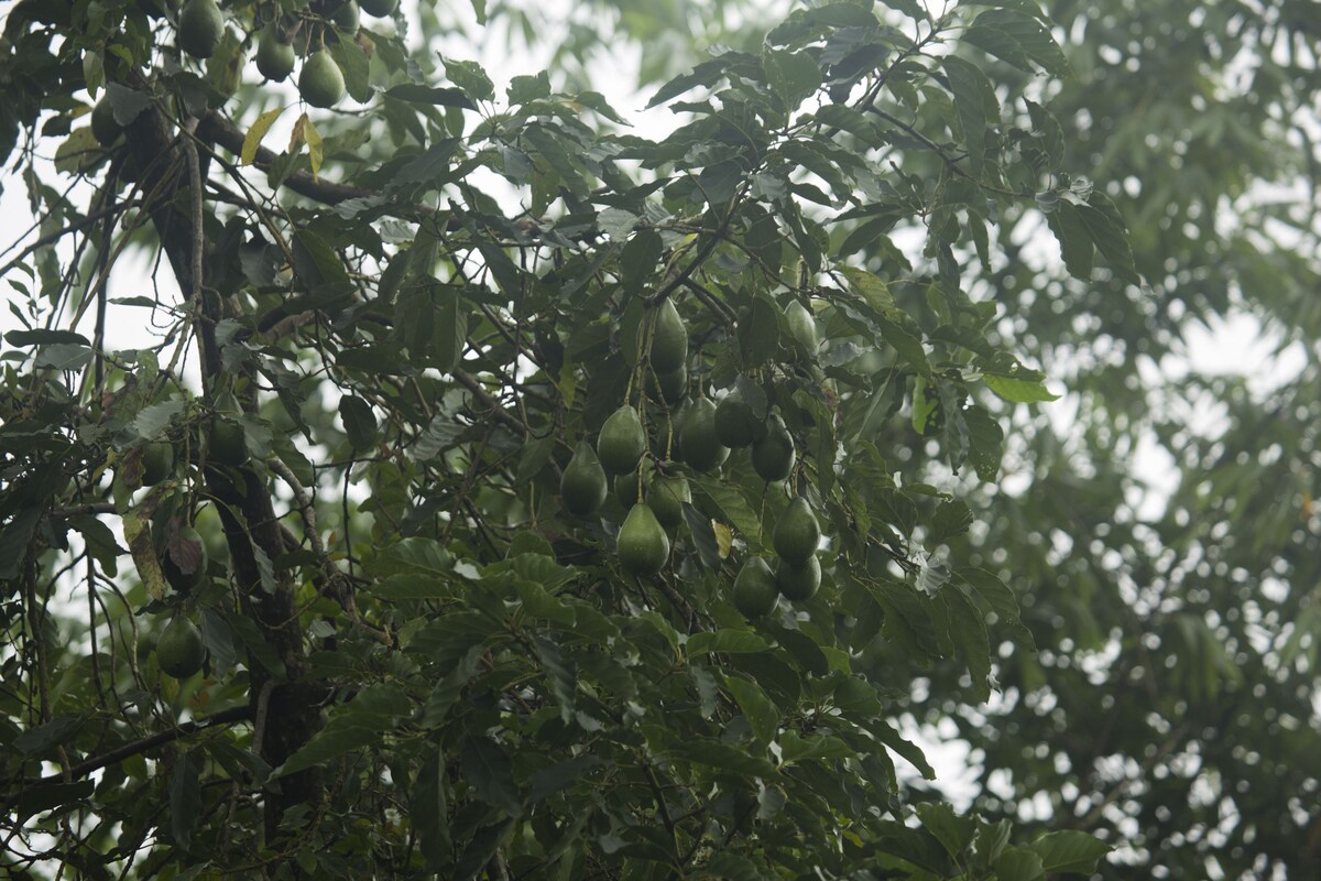 隆哲农场乡村农场寄宿家庭和果园