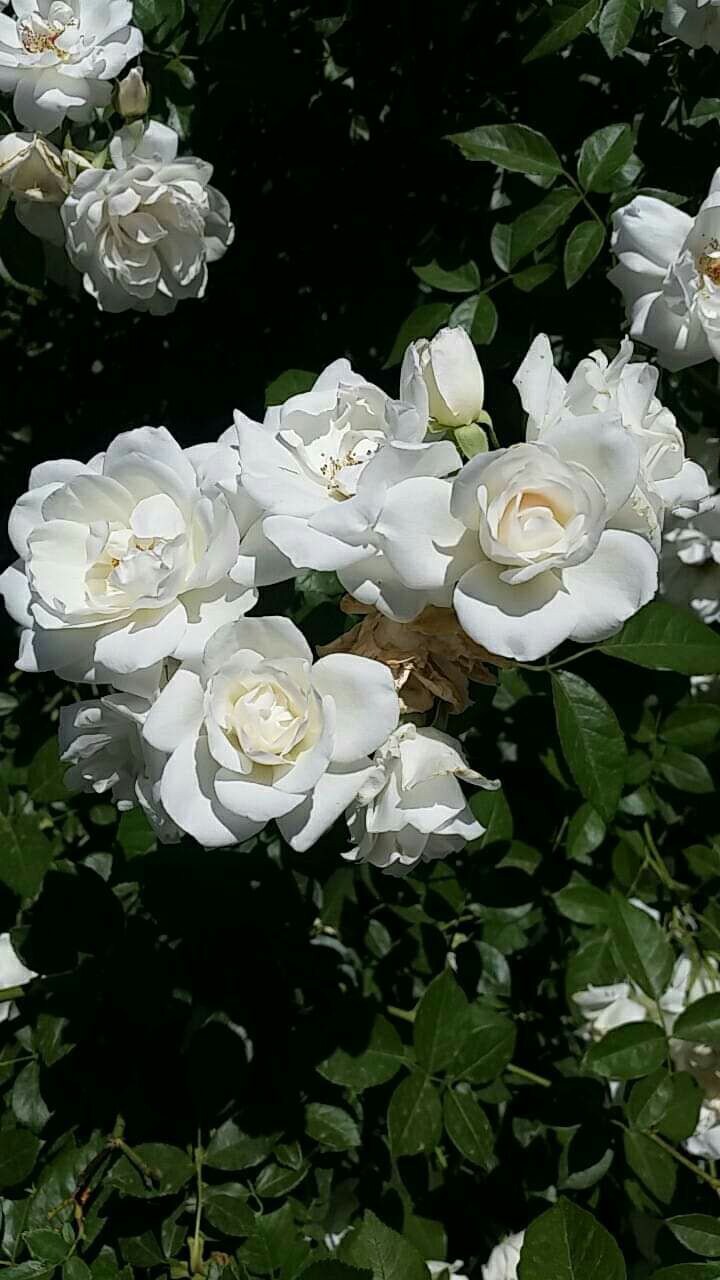 白玫瑰住宿