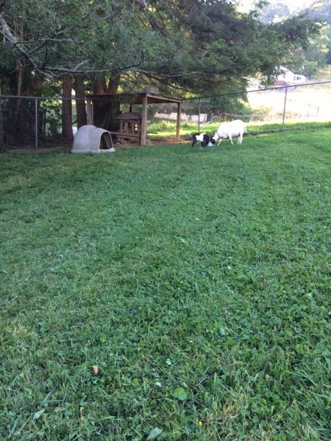 Under the Stars with Three Goats