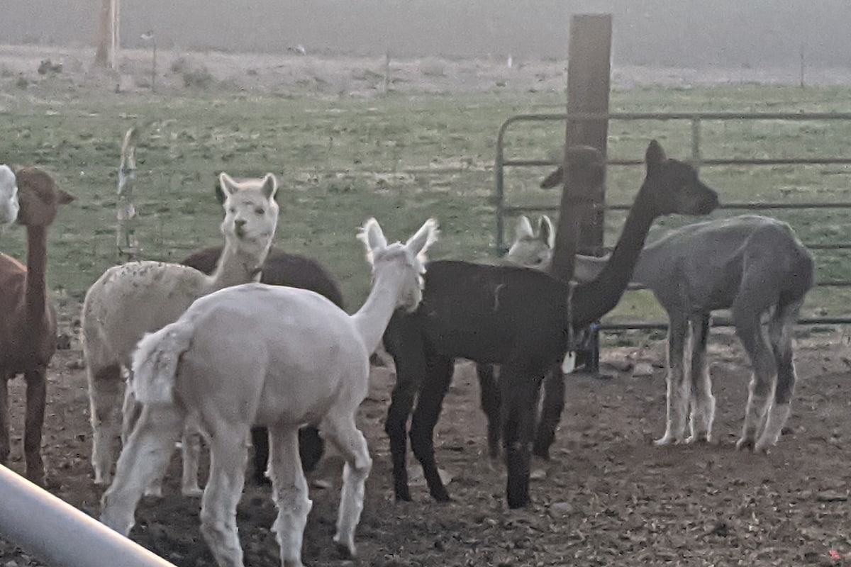 国会大厦珊瑚礁（ Capitol Reef ）的Loa 's Farm Get Away with Family