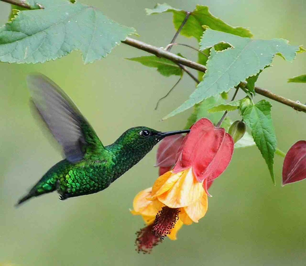 Casa Colibri ，令人惊叹的美丽房子， Arcabuco