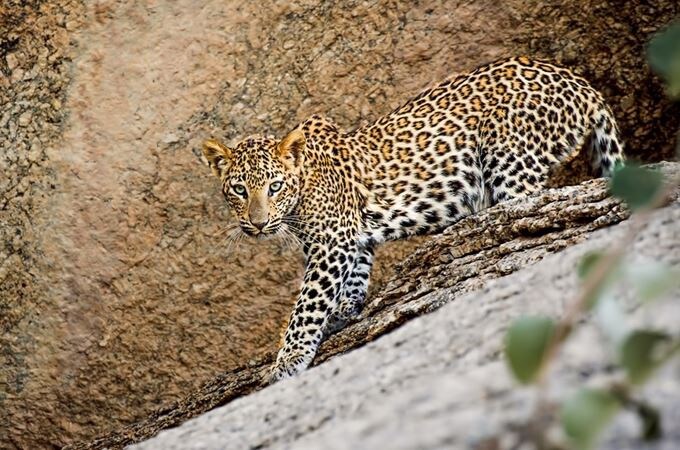 Explore the Rustic Leopard Hill's of Jawai