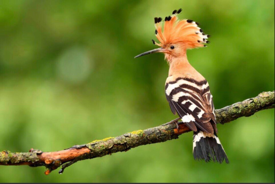 Hoopoe's garden “bubble Upupa”