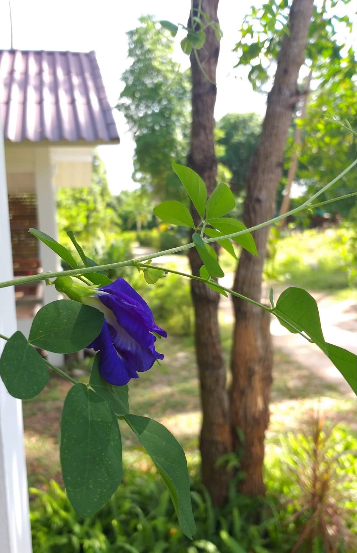 Barisa Garden House, ThongSaLa-Ban Nai Suan