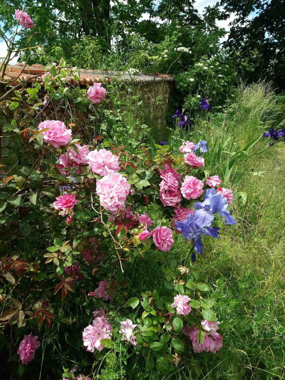 La maison de Rose