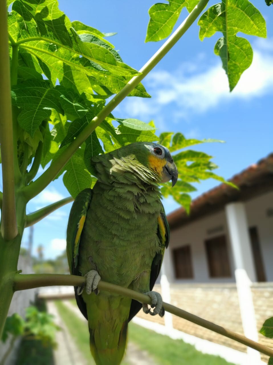 Aláfia Faleatuba