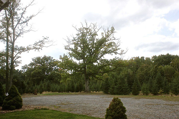 Stone Oak Tree Farm Blue Spruce Rm.