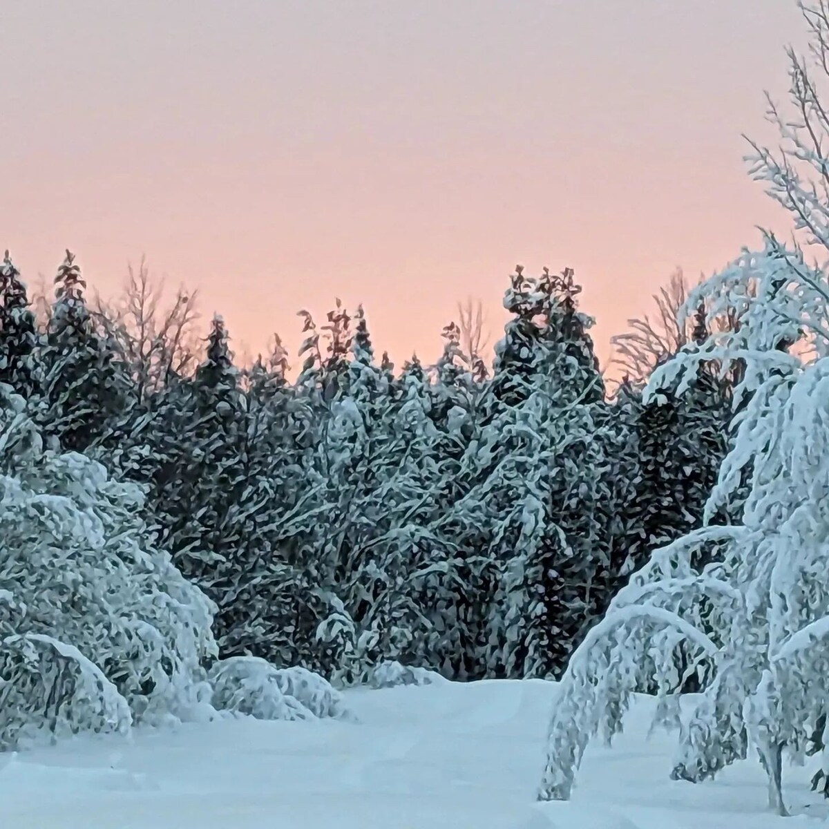 Lapland Snow Fox, cozy log cabin