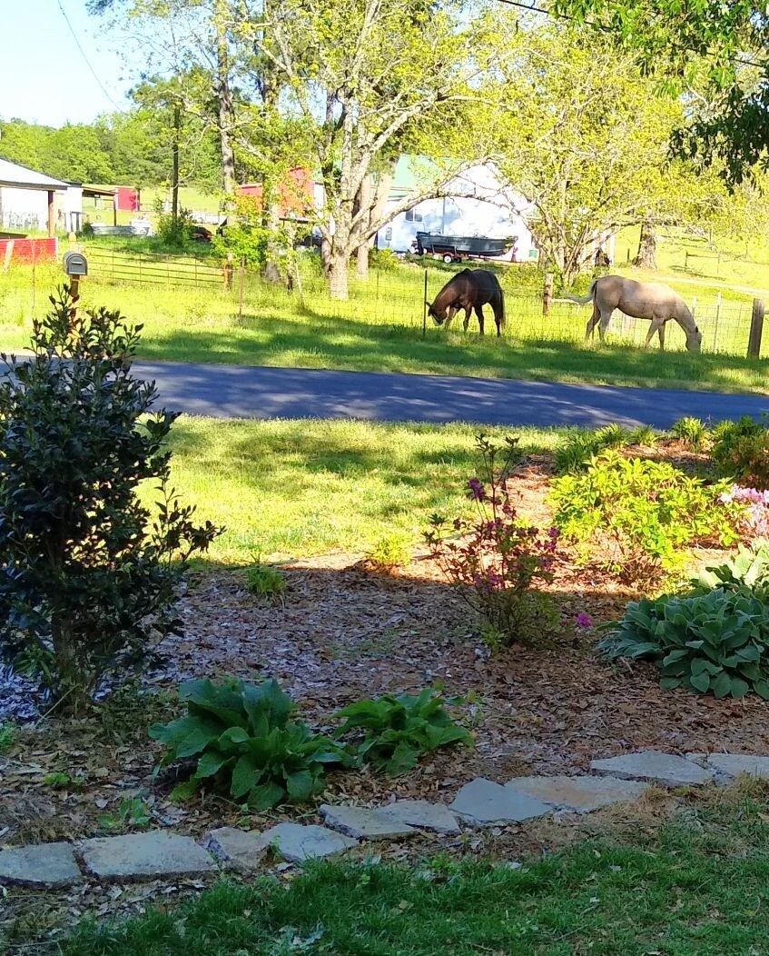 le jardin de Suz (Suzie 's Garden)