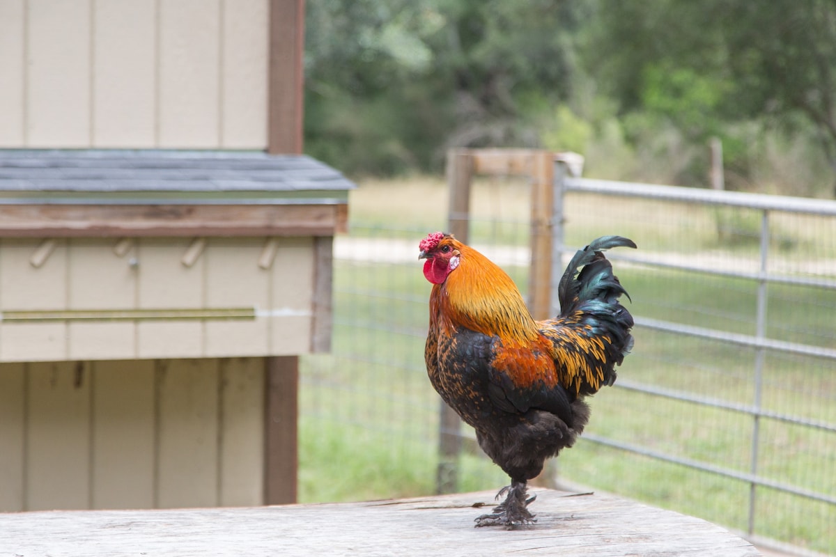 15 Acre Tiny Farmhouse: Chicken Style