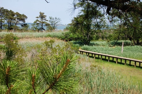 米勒沼泽：沼泽和湿地景观