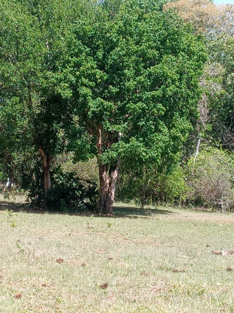 Granja, naturaleza, camping.