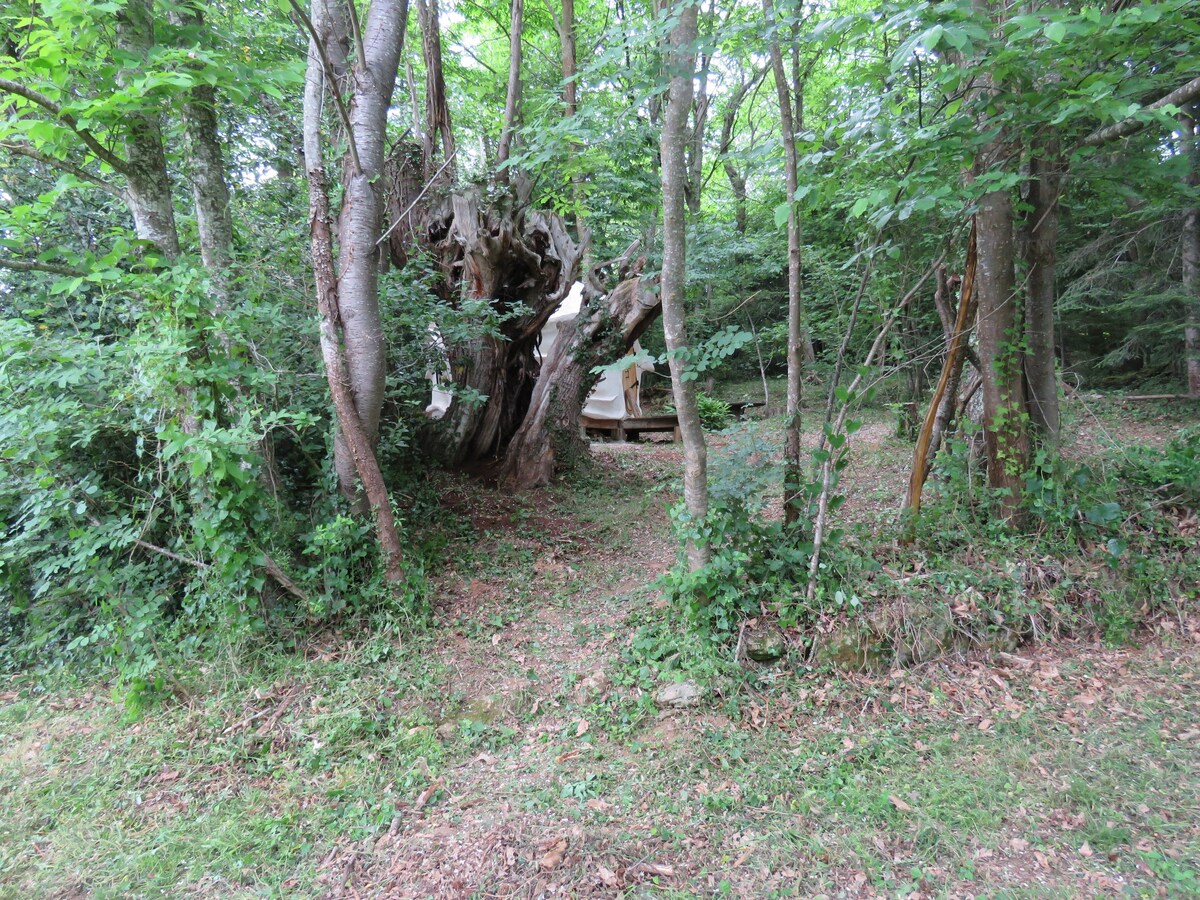 位于树林中心的Elfian小木屋或Kerterre小屋