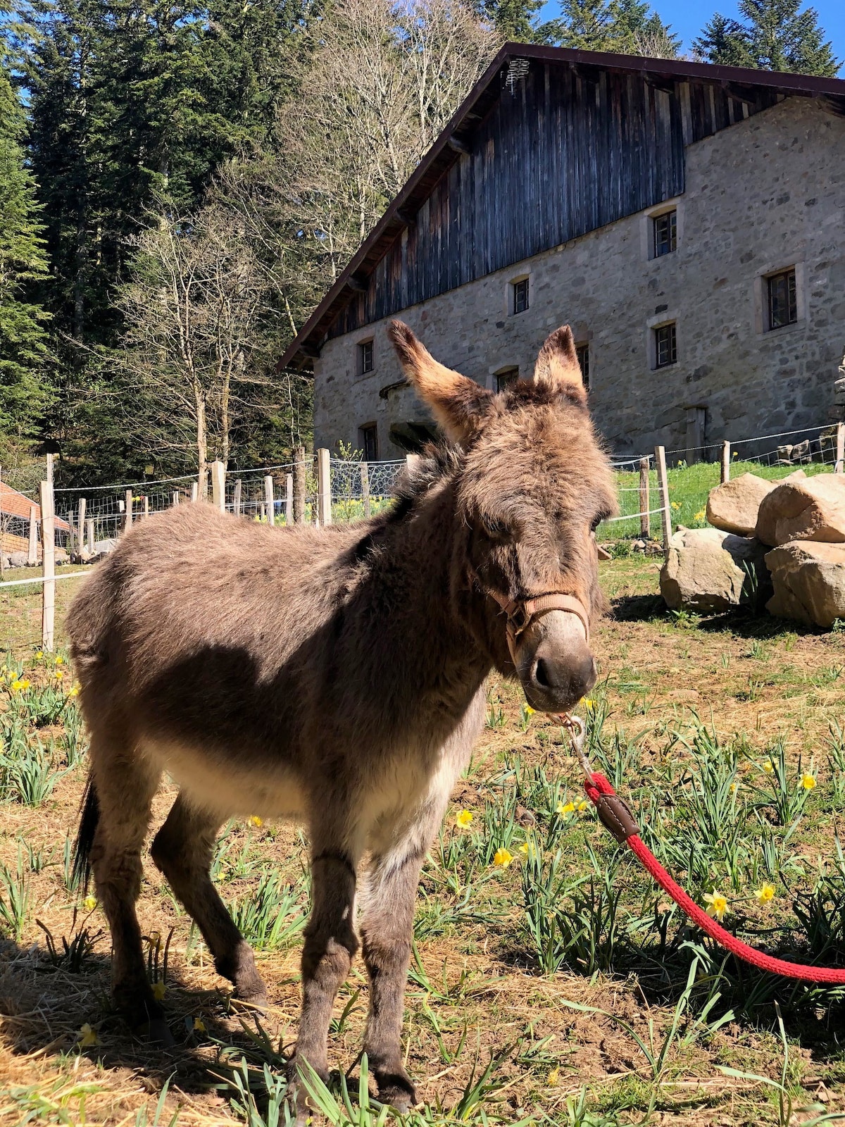 Gite à la ferme B&B距离Lac de Gerardmer仅5分钟路程