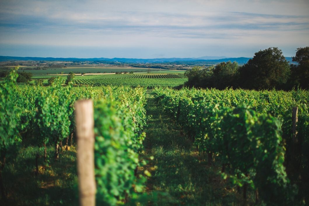 Akademija Graševine-vinska kuća usred vinograda