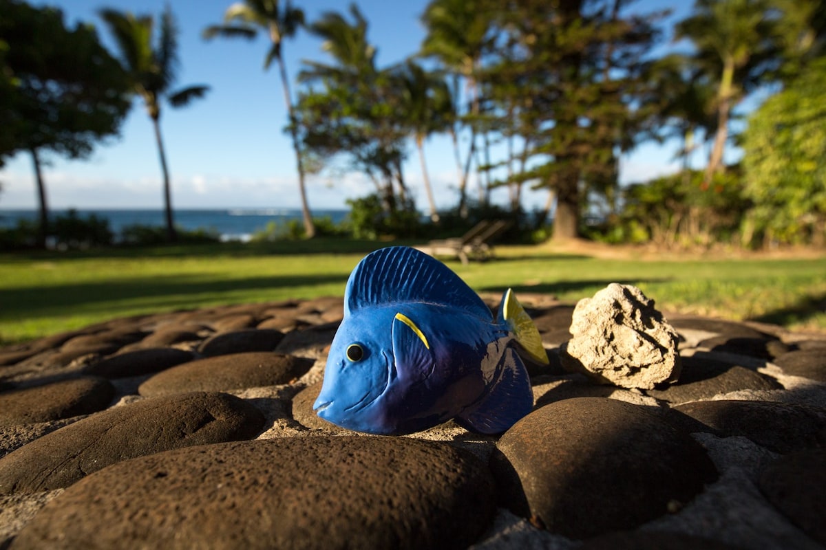 Hale Ho 'ookipa Kai乡村小屋，县有执照