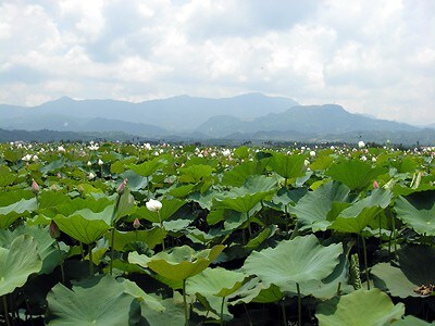 大凍山腳下。八福美地