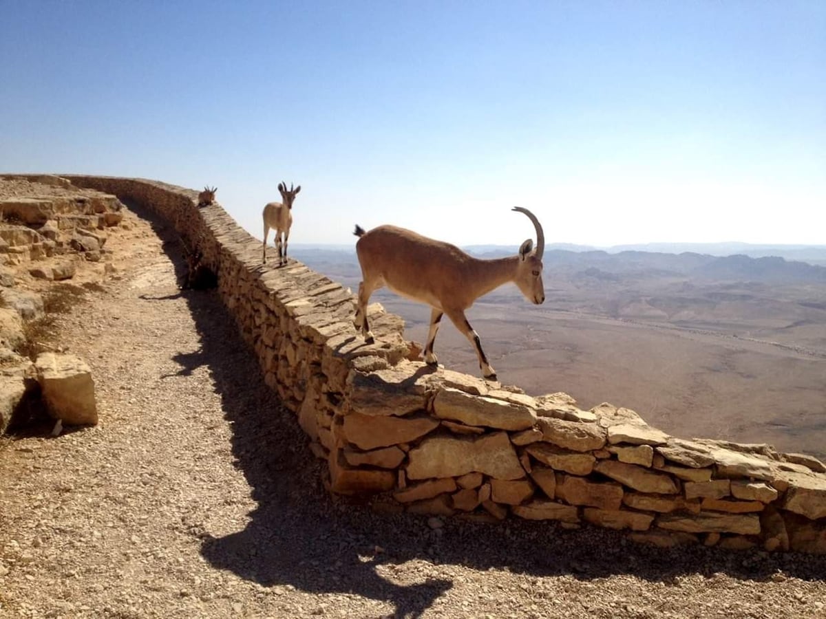 Ein Mor -沙漠景观房源# 1 Mitzpe Ramon