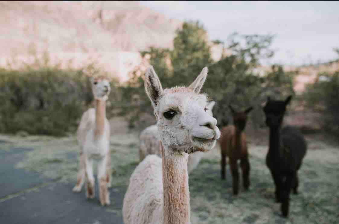 锡安阿尔帕卡斯乡村小屋（ Zion Alpacas Country Casita ） ，私密，景色优