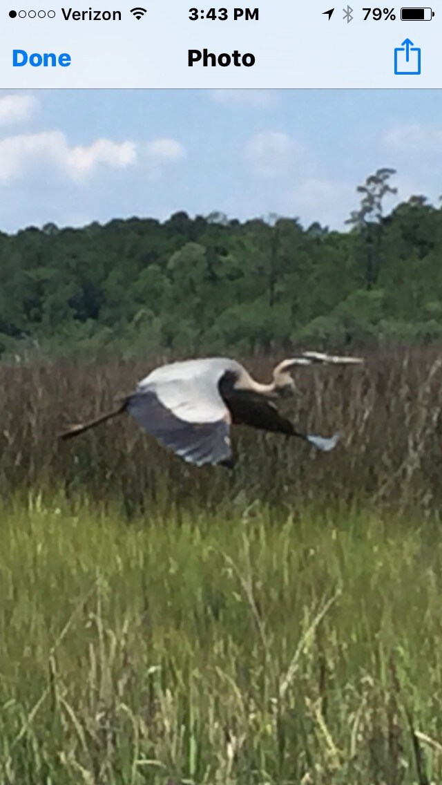 Birds in Flight Cottage