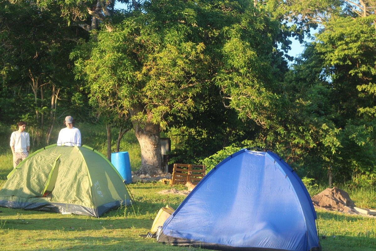 蕨类森林（ Fern Forest ）的日出露营地