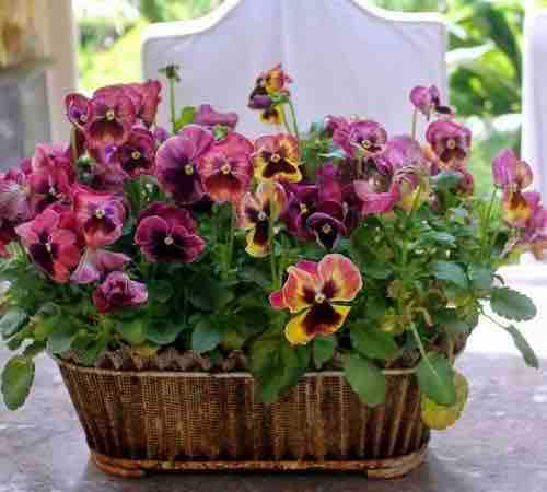 Magnolia House - Pansy