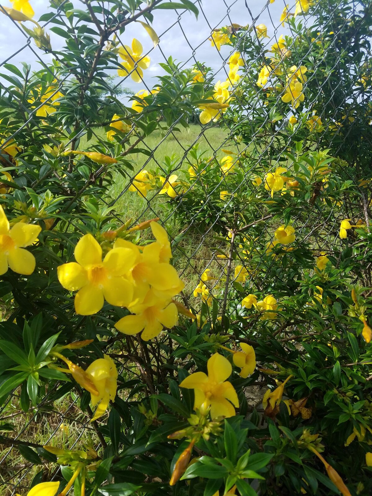 大师之家