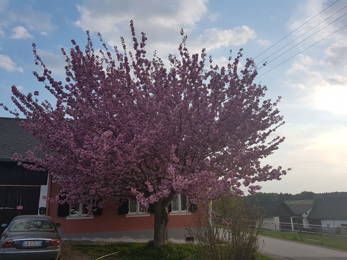 AM PFERDEHOF房间， A HORSEFARM房间