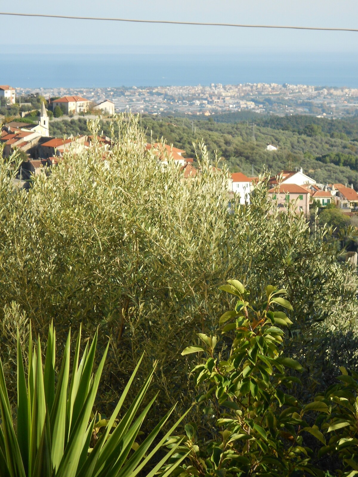 Serenita' tra gli ulivi (Arnasco-Savona) Italy