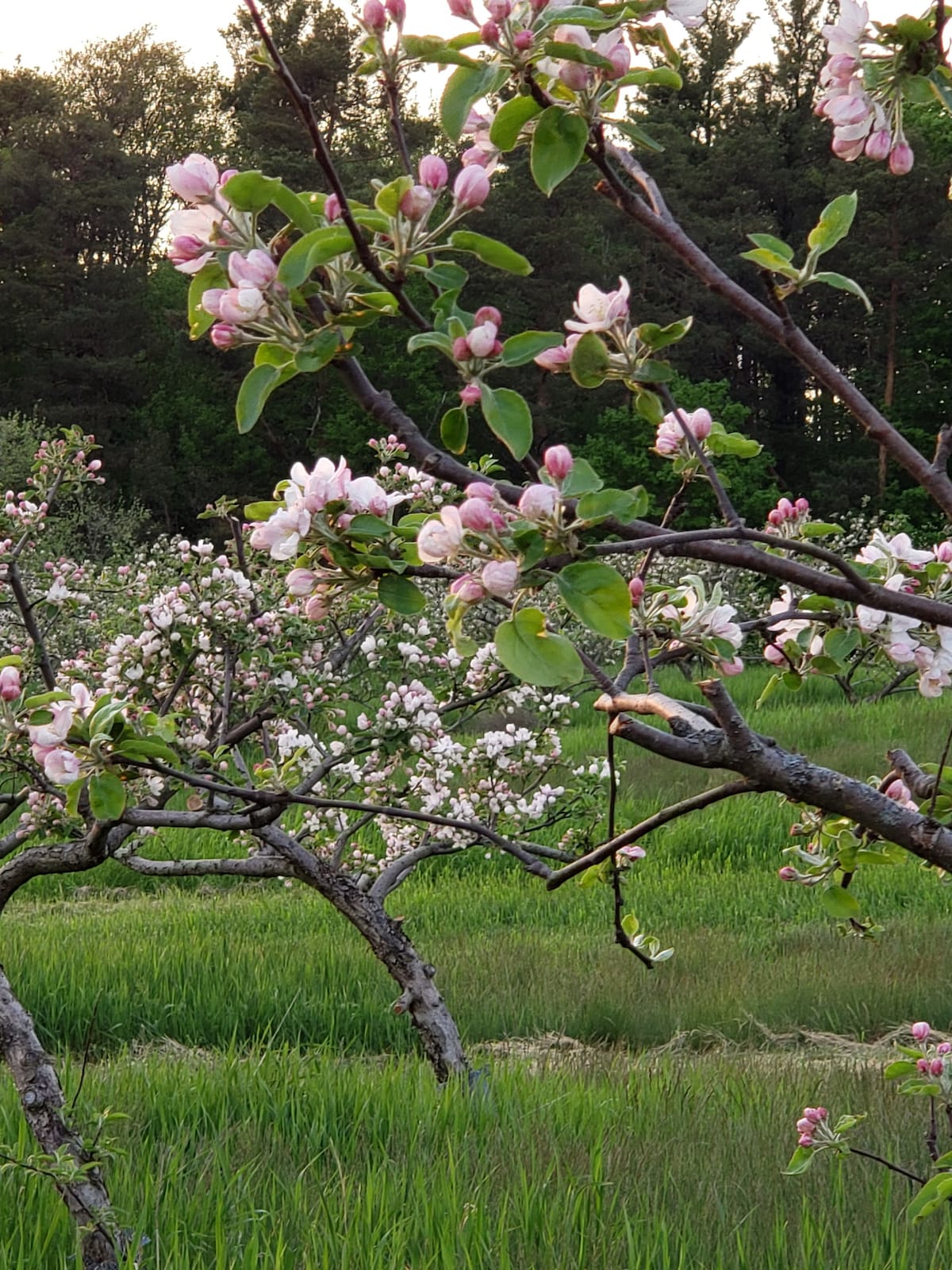 果园乡村小屋，体验这座城市的农场